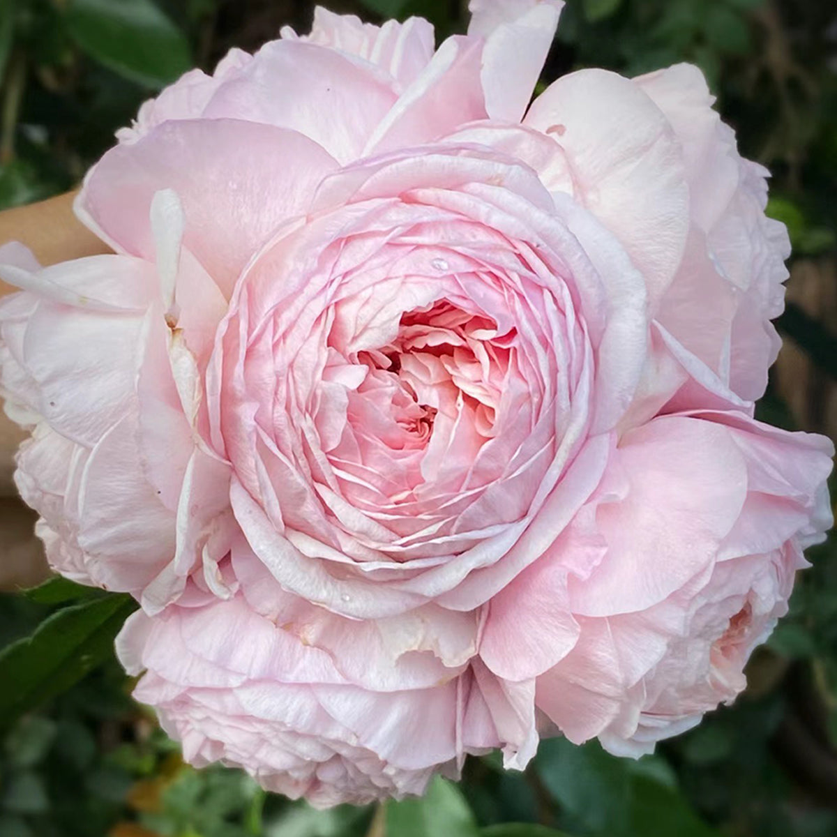AUSwill English Garden Shrub Rose