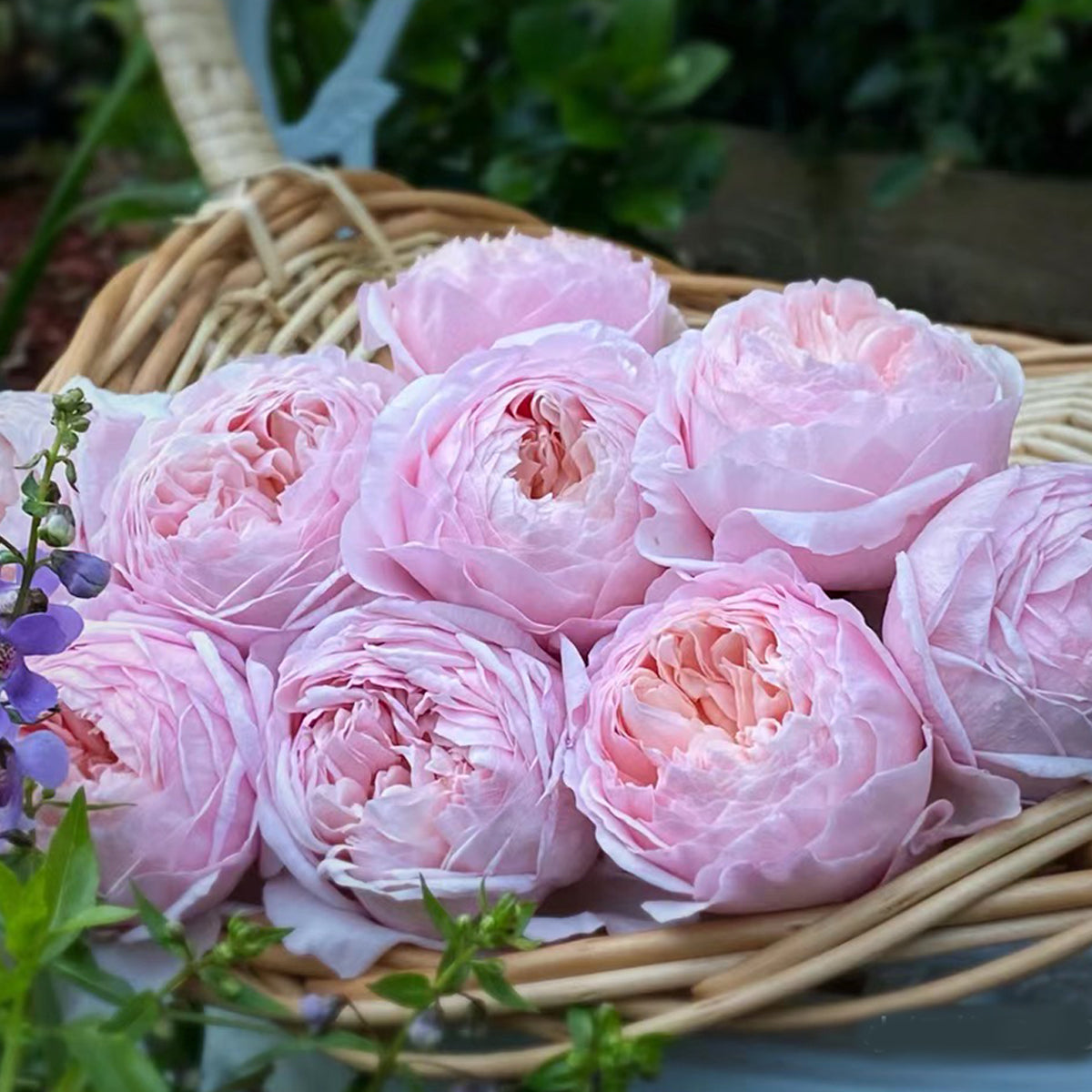 AUSwill Rose – English Garden Shrub Rose Live Plant | Highgarden