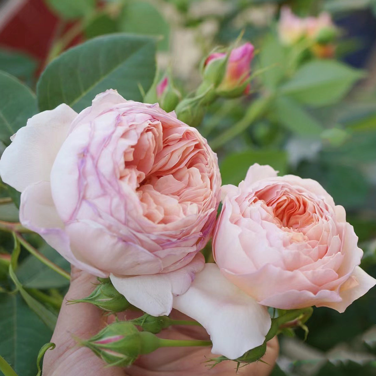 AUSwill English Garden Shrub Rose