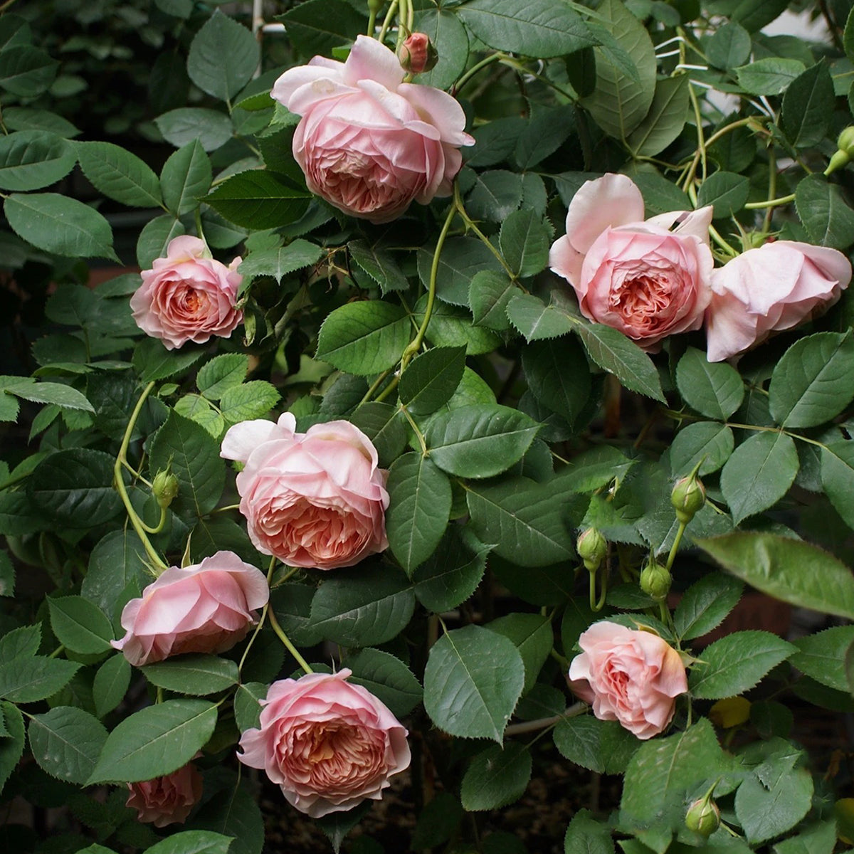 AUSwill English Garden Shrub Rose