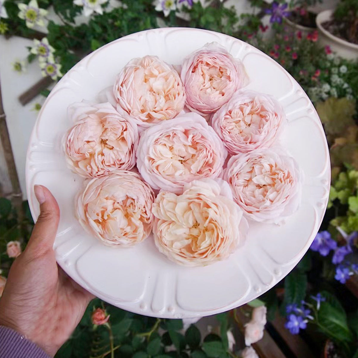 AUSwill English Garden Shrub Rose
