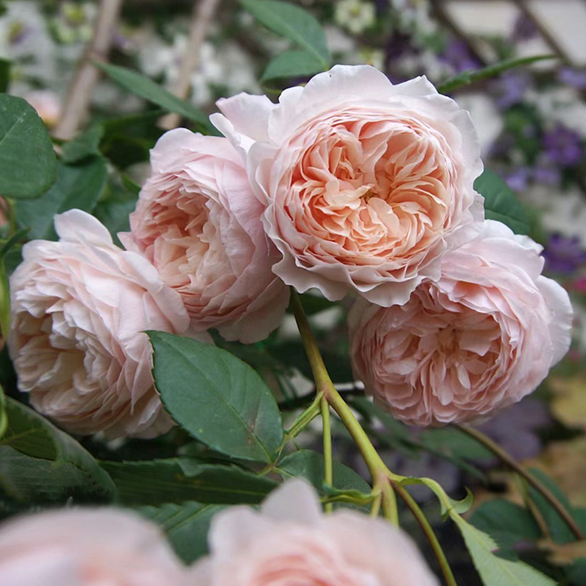AUSwill English Garden Shrub Rose