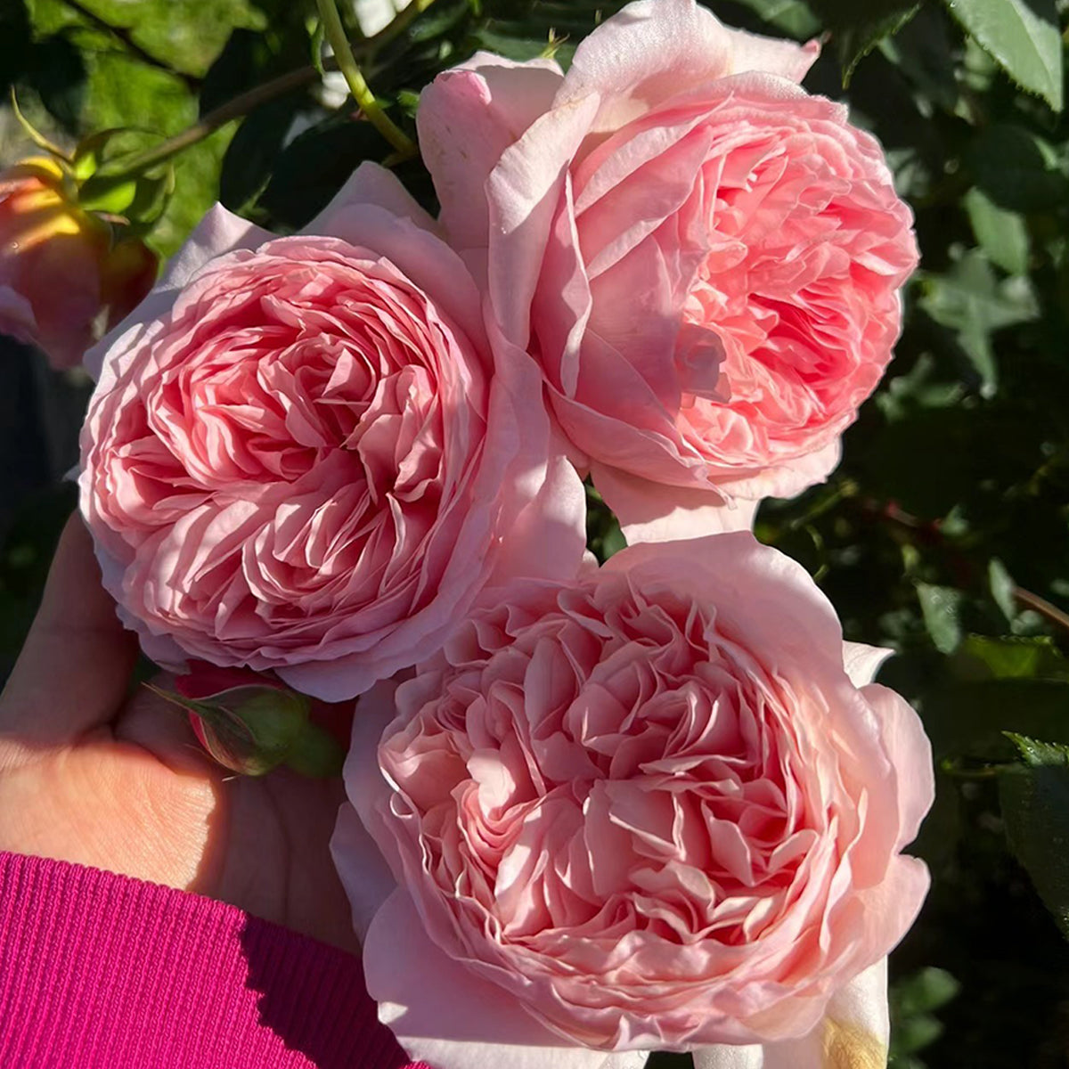 AUSwill English Garden Shrub Rose