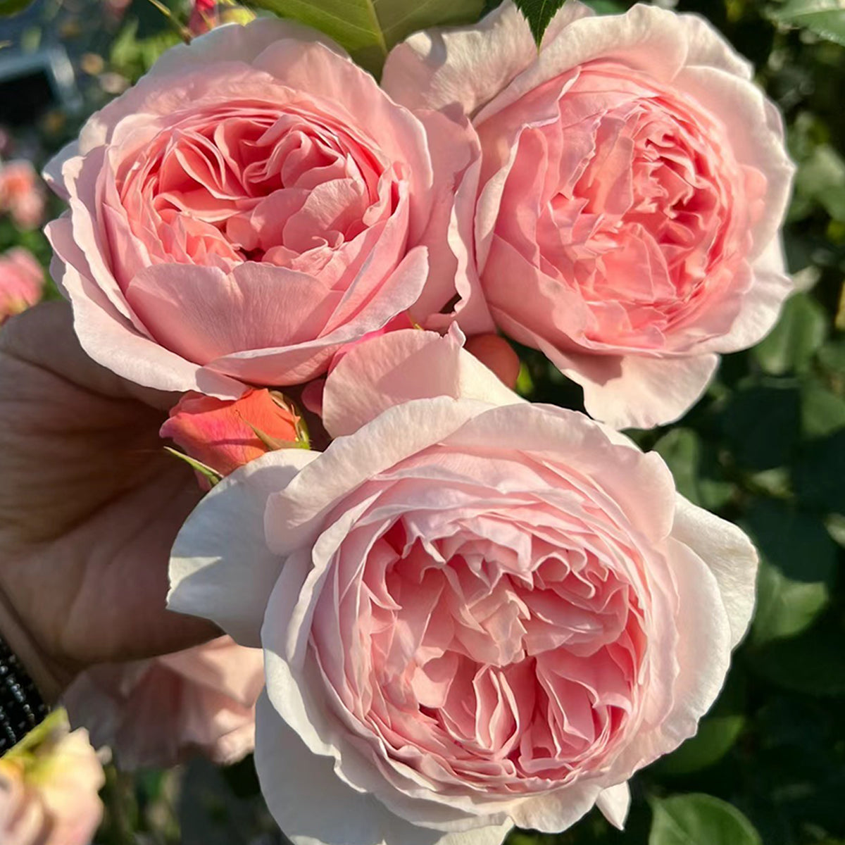 AUSwill English Garden Shrub Rose