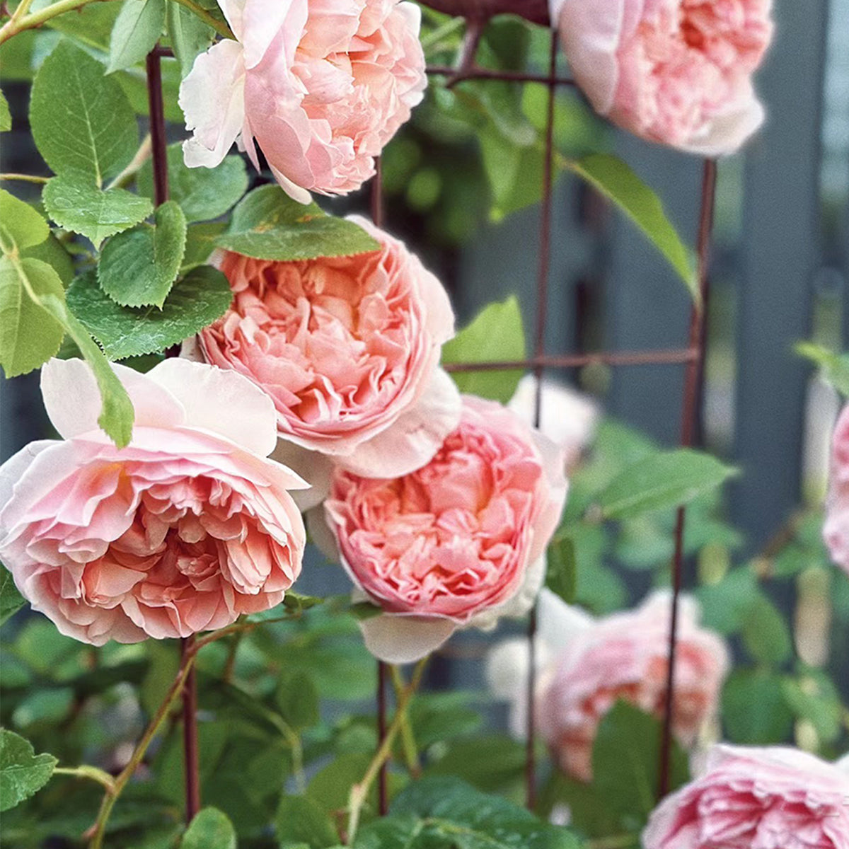 AUSwill English Garden Shrub Rose