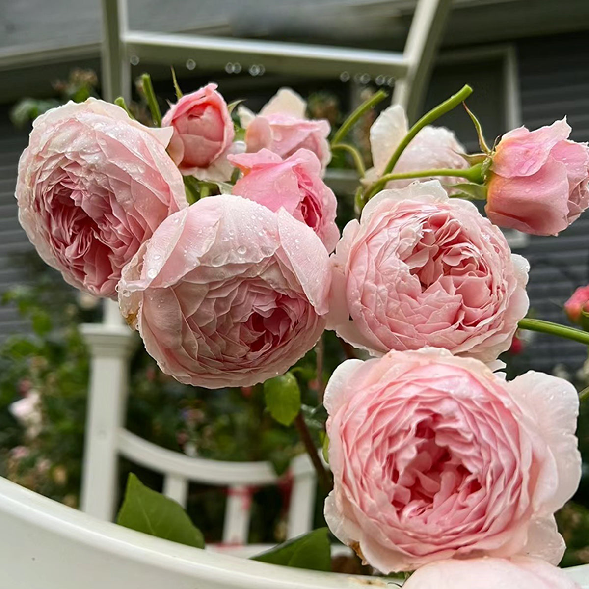 AUSwill English Garden Shrub Rose