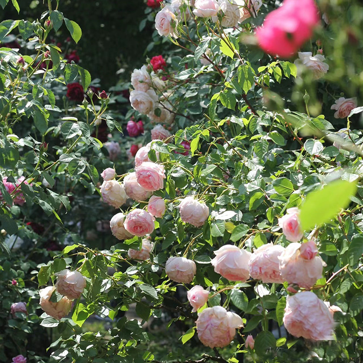 AUSwill English Garden Shrub Rose