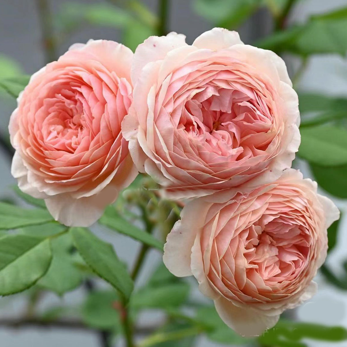 AUSwill English Garden Shrub Rose