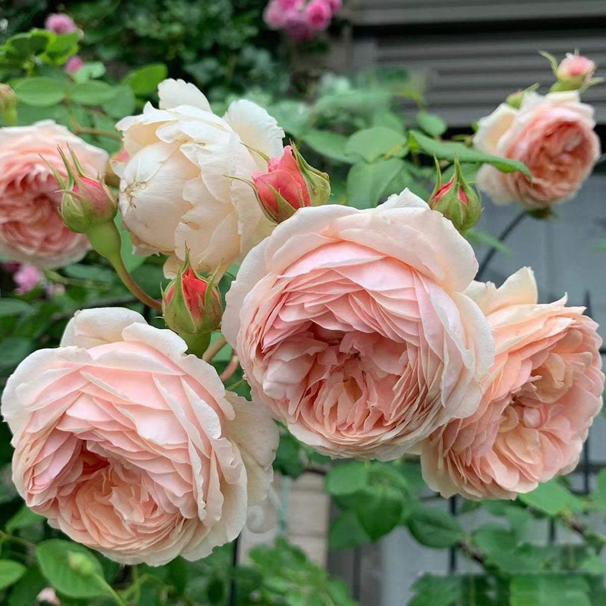 AUSwill English Garden Shrub Rose