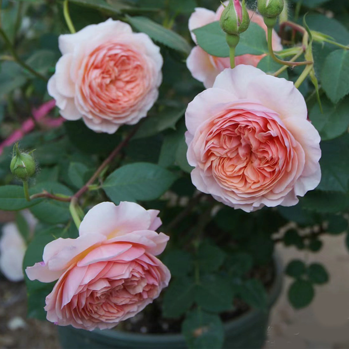 AUSwill English Garden Shrub Rose
