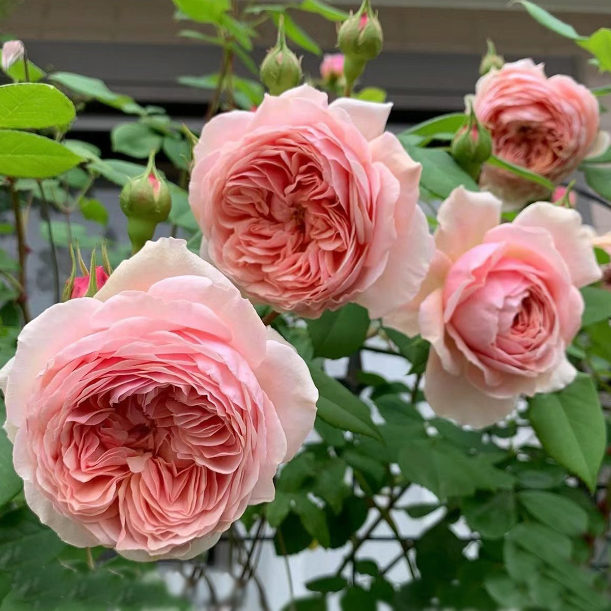 AUSwill English Garden Shrub Rose