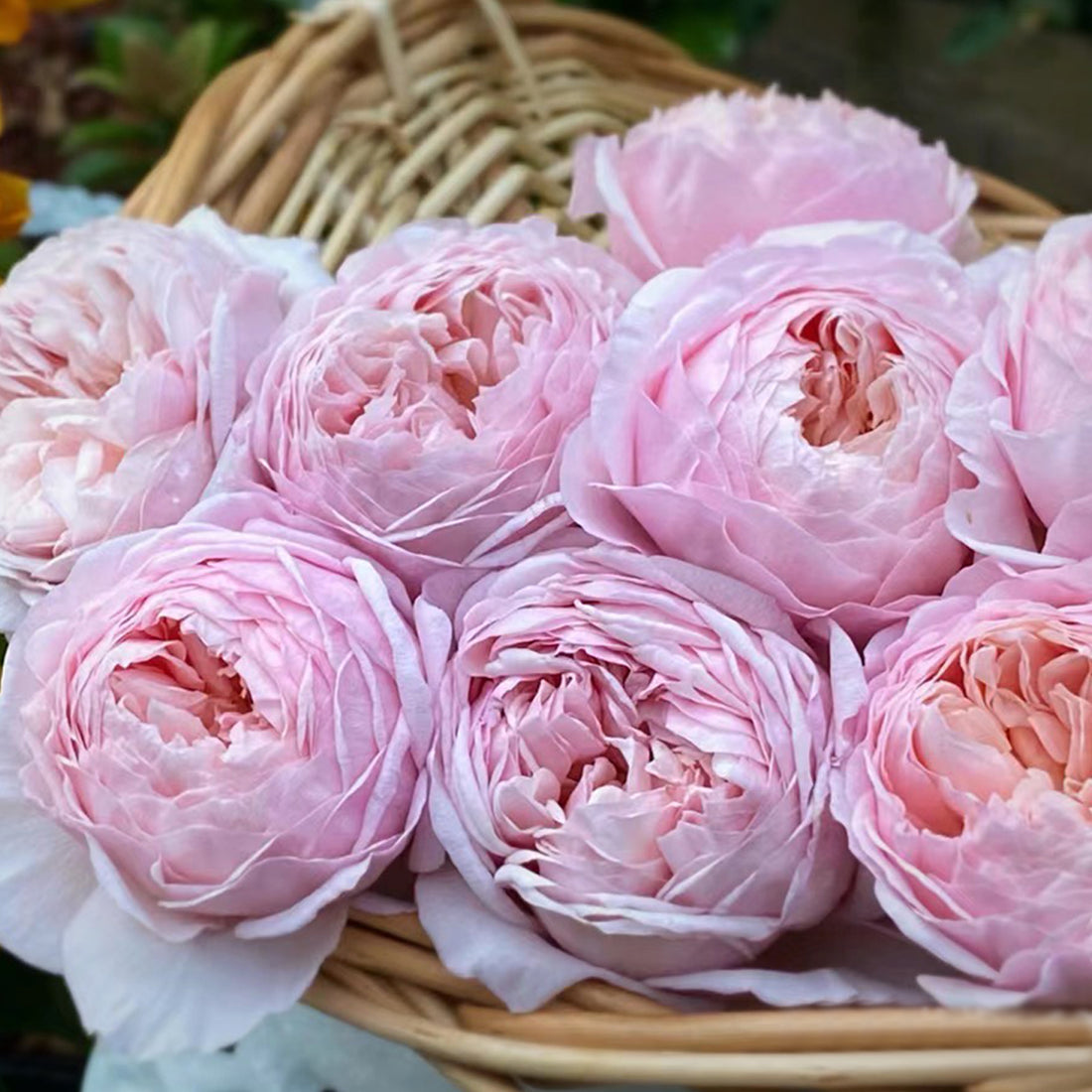 AUSwill English Garden Shrub Rose