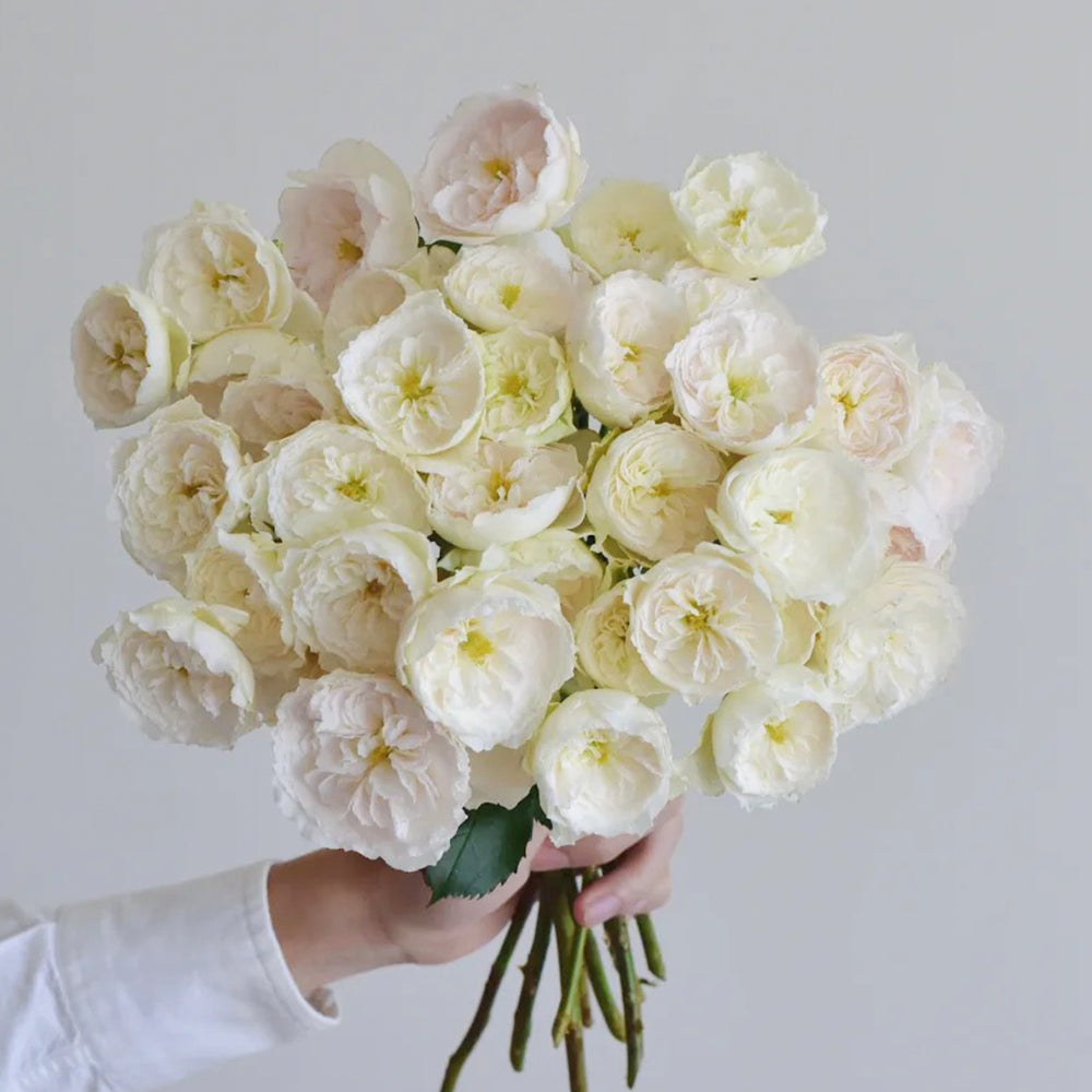 Wings of an Angel Chinese Florist Shrub Rose For Sale – Highgarden