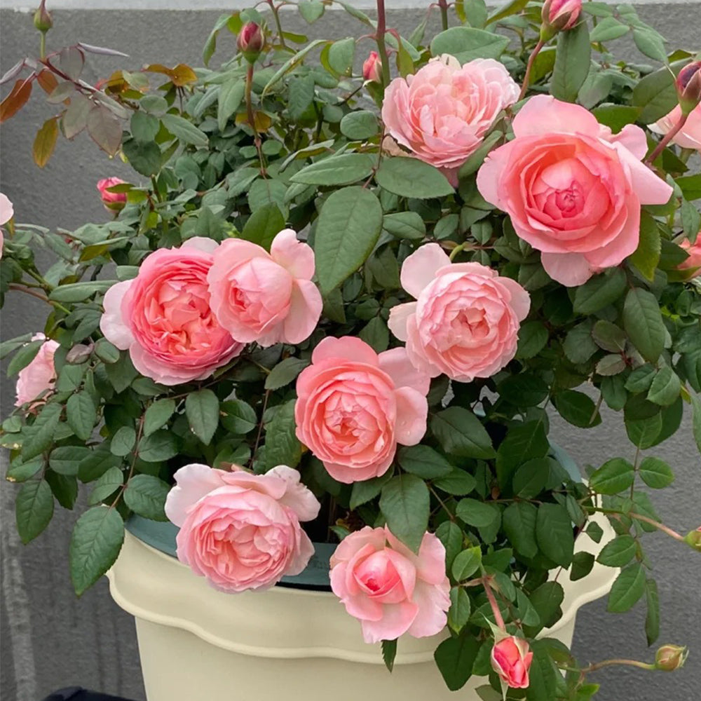 Yang Yuhuan Dutch Florist Shrub Rose