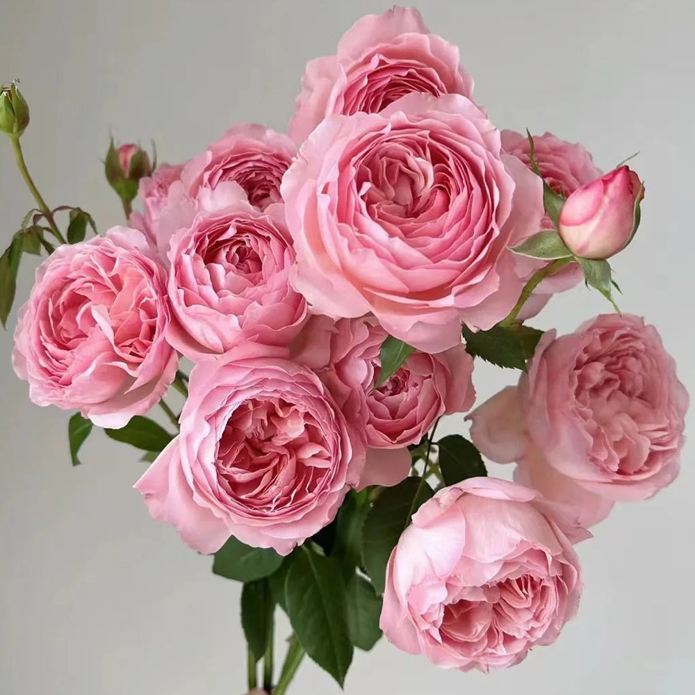 Yang Yuhuan Dutch Florist Shrub Rose