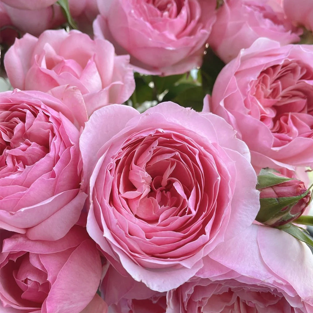 Yang Yuhuan Dutch Florist Shrub Rose