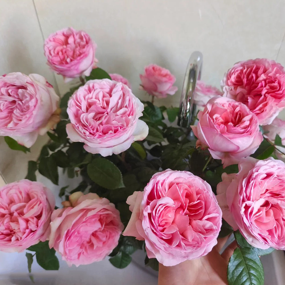 Yang Yuhuan Dutch Florist Shrub Rose