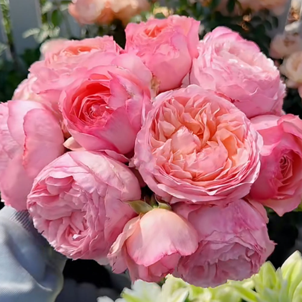 Yang Yuhuan Dutch Florist Shrub Rose