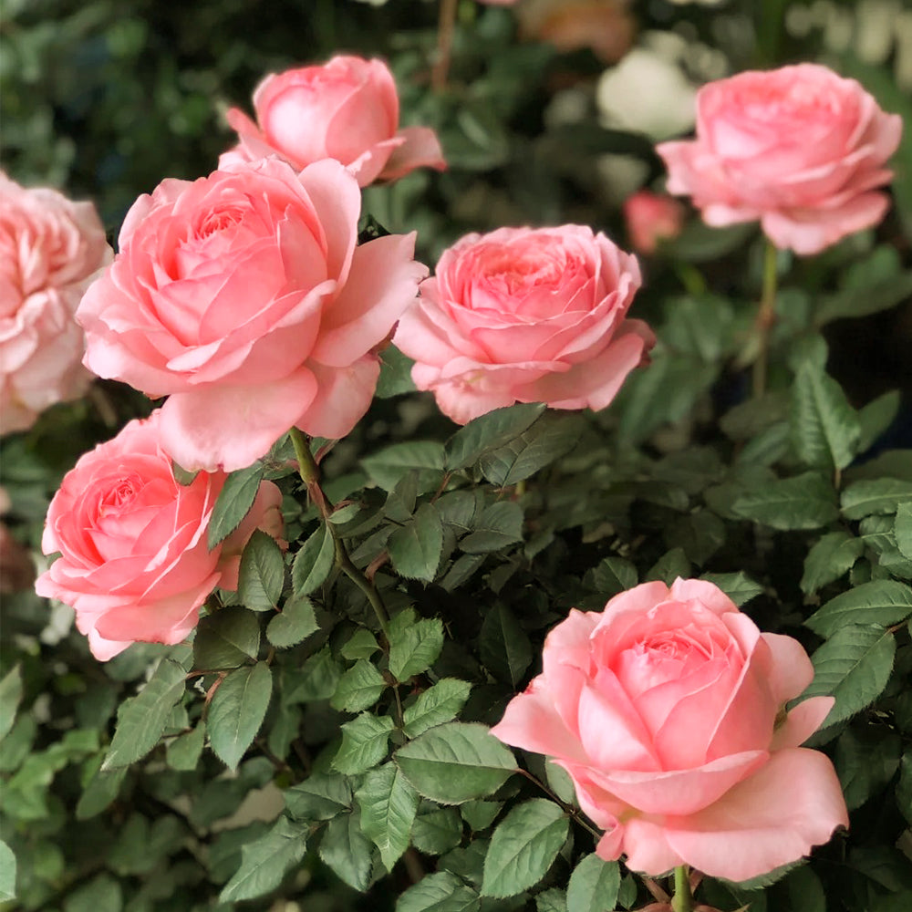 Yang Yuhuan Dutch Florist Shrub Rose