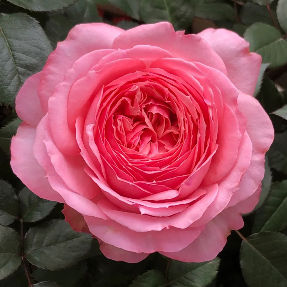 Yang Yuhuan Dutch Florist Shrub Rose