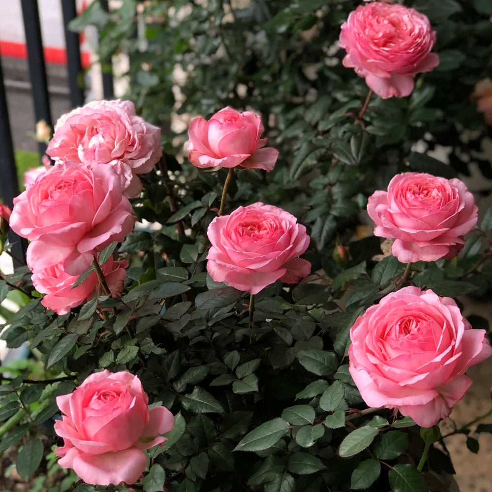 Yang Yuhuan Dutch Florist Shrub Rose