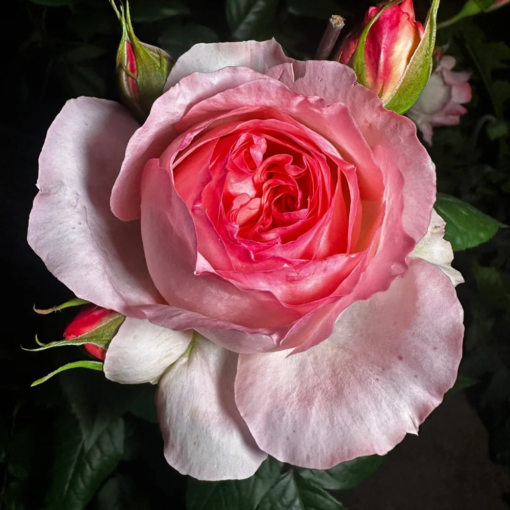 Yang Yuhuan Dutch Florist Shrub Rose
