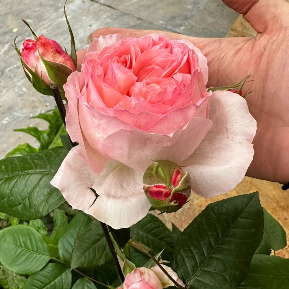Yang Yuhuan Dutch Florist Shrub Rose