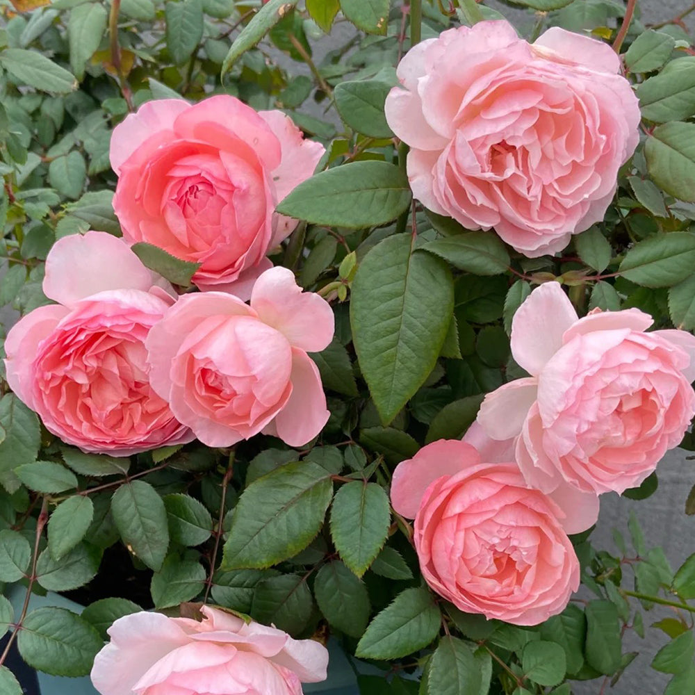 Yang Yuhuan Dutch Florist Shrub Rose
