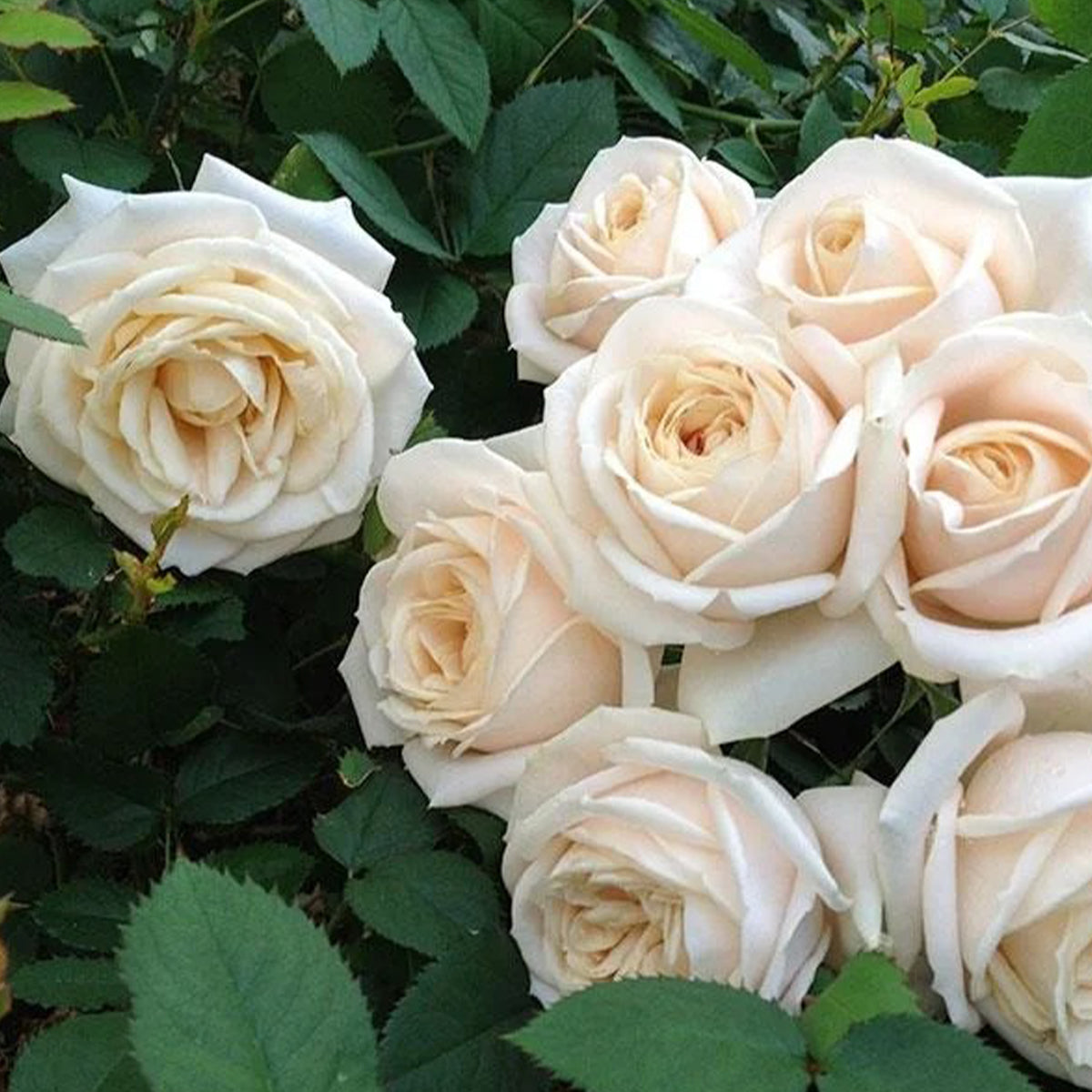 Yui Japanese Florist Shrub Rose