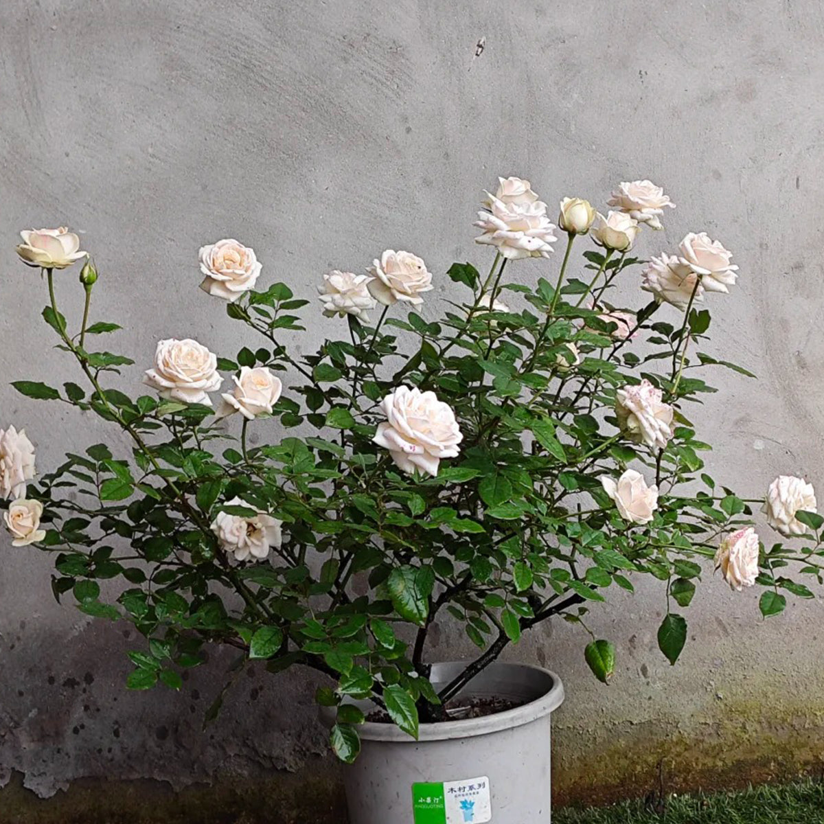 Yui Japanese Florist Shrub Rose