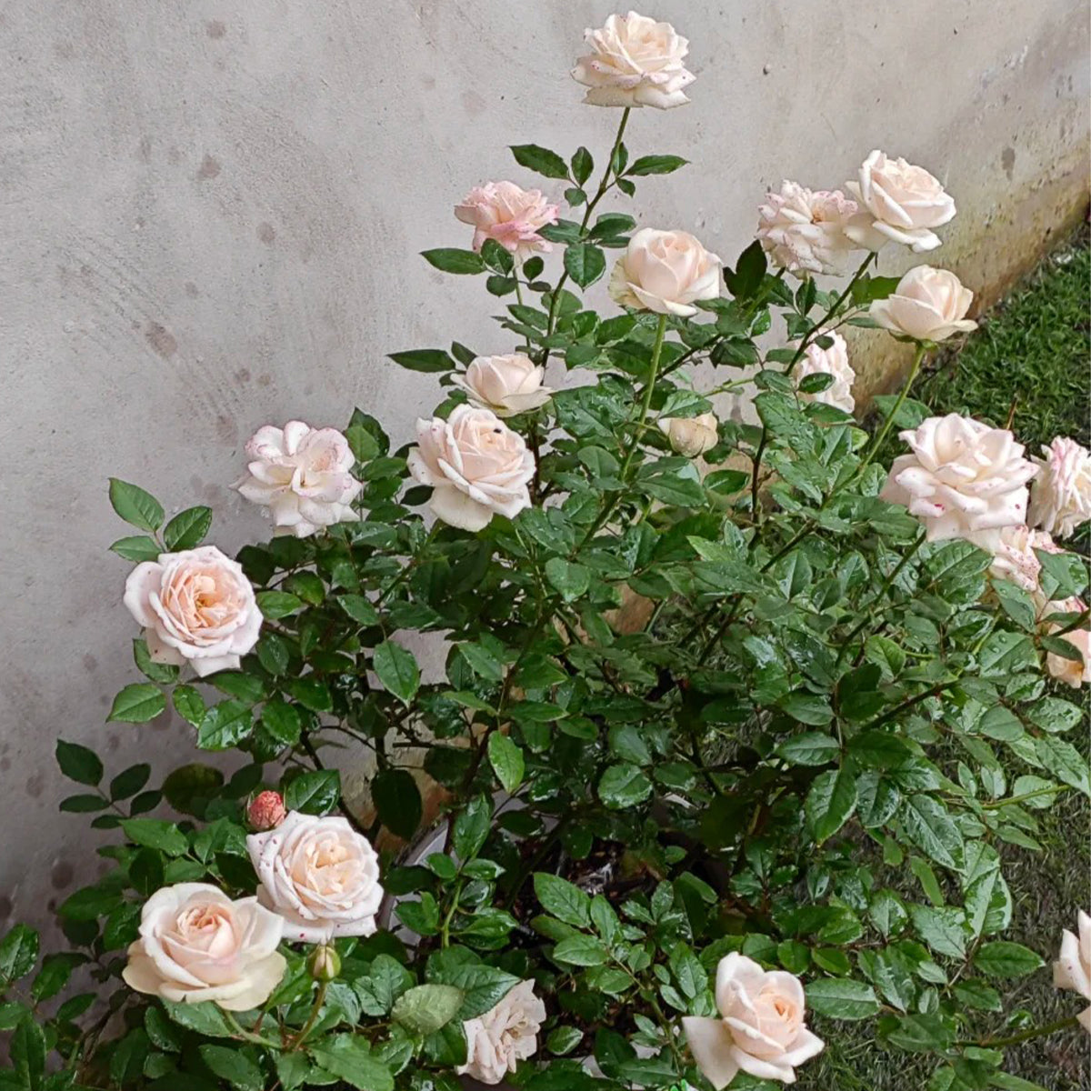 Yui Japanese Florist Shrub Rose
