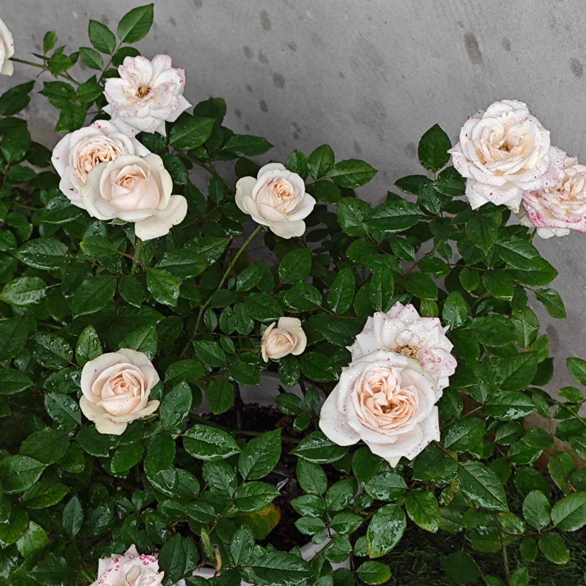 Yui Japanese Florist Shrub Rose