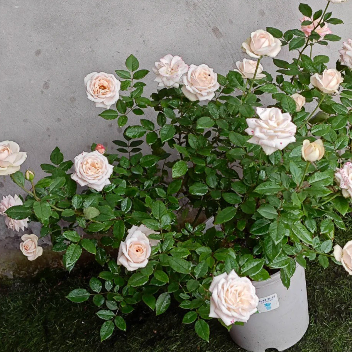 Yui Japanese Florist Shrub Rose