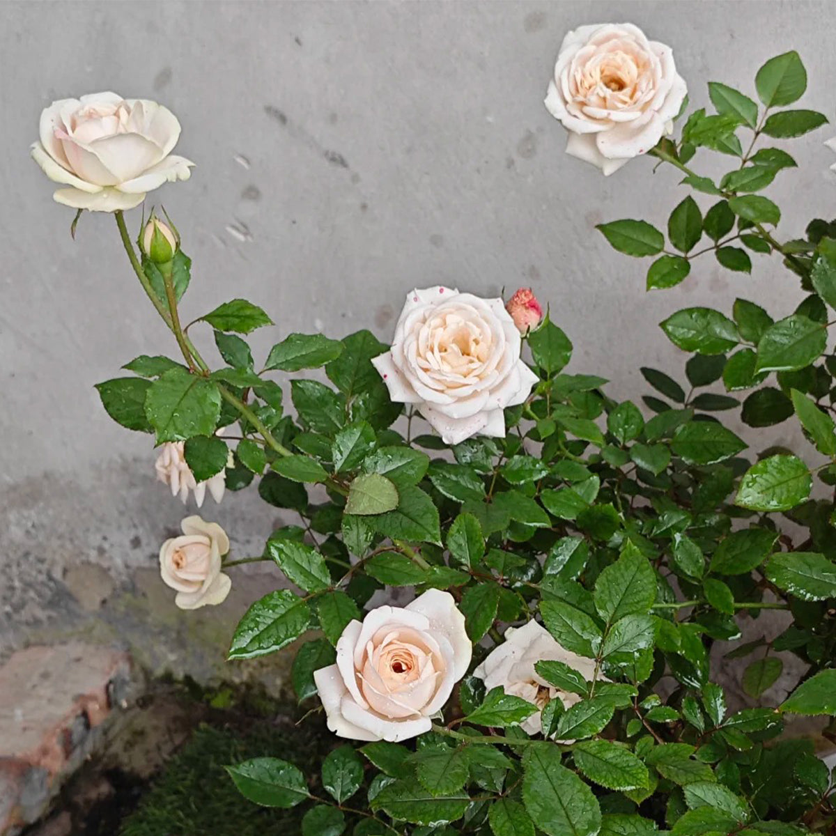 Yui Japanese Florist Shrub Rose