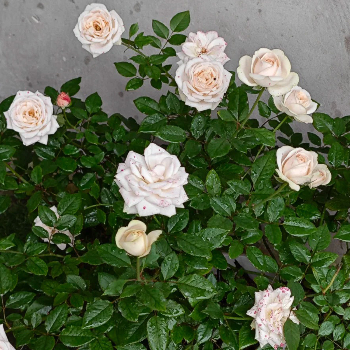Yui Japanese Florist Shrub Rose