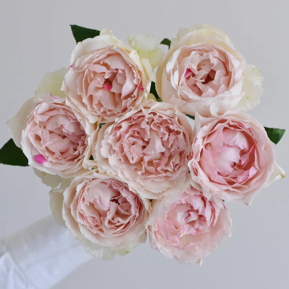 Japanese Florist Shrub Rose Inspired by Yves Chanter Marie