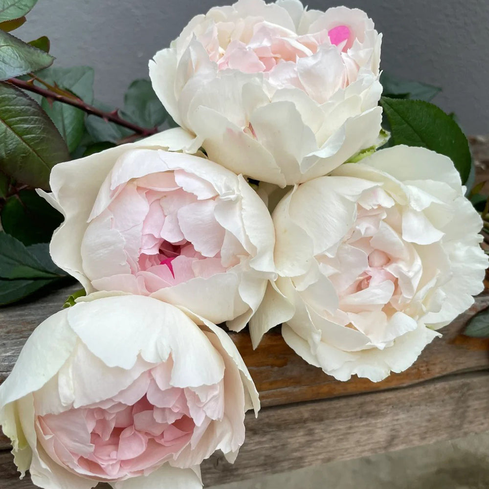 Japanese Florist Shrub Rose Inspired by Yves Chanter Marie
