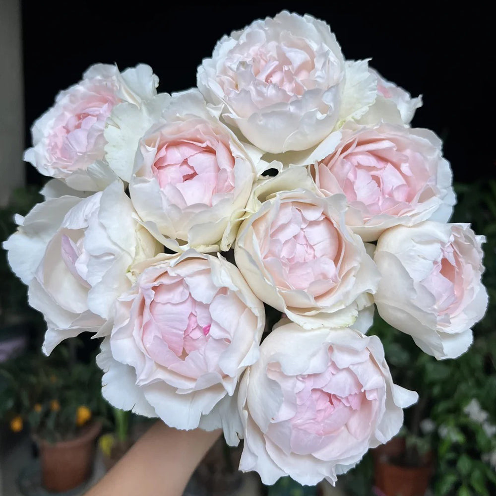 Japanese Florist Shrub Rose Inspired by Yves Chanter Marie