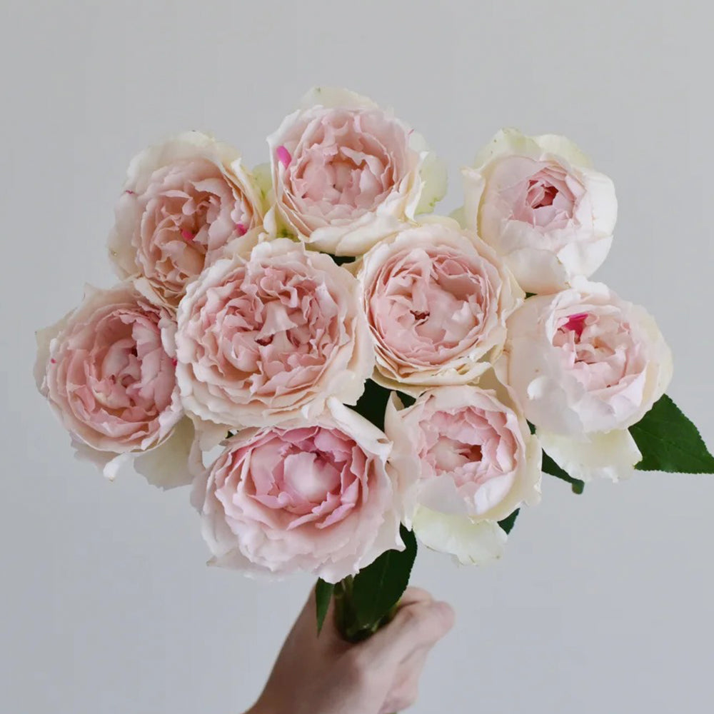 Japanese Florist Shrub Rose Inspired by Yves Chanter Marie