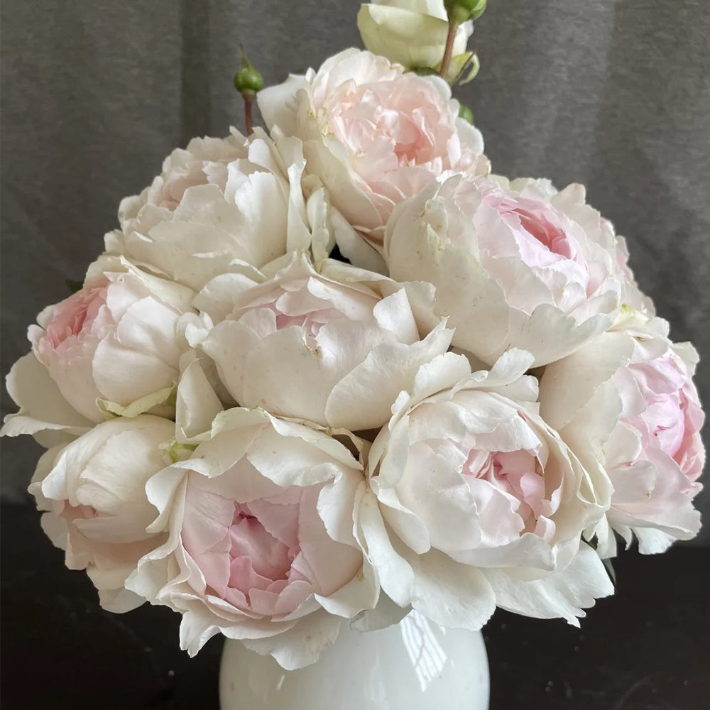 Japanese Florist Shrub Rose Inspired by Yves Chanter Marie