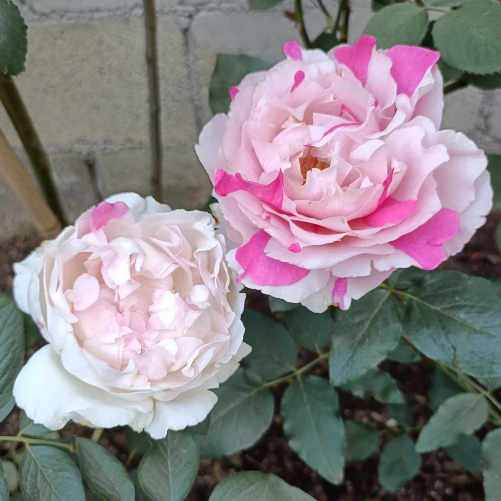 Japanese Florist Shrub Rose Inspired by Yves Chanter Marie