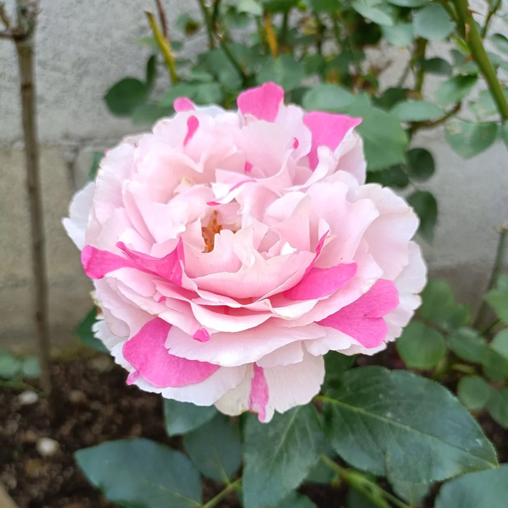 Japanese Florist Shrub Rose Inspired by Yves Chanter Marie