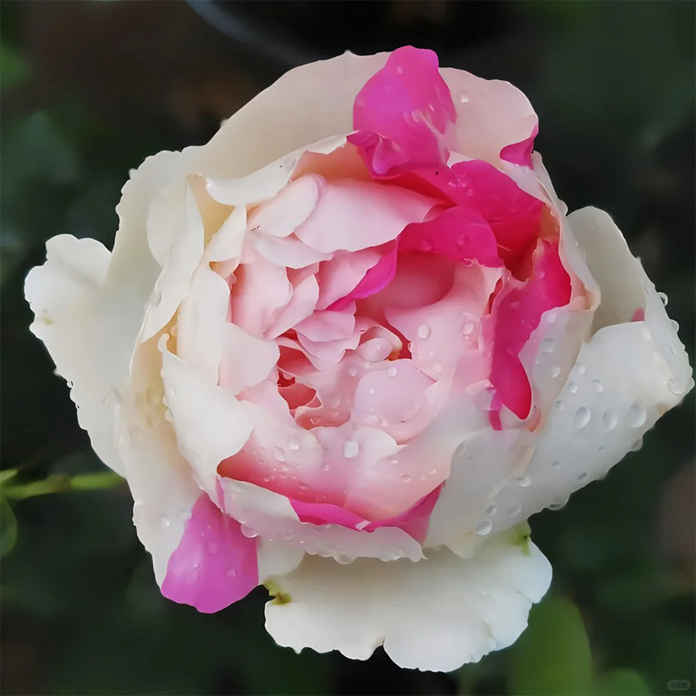 Japanese Florist Shrub Rose Inspired by Yves Chanter Marie