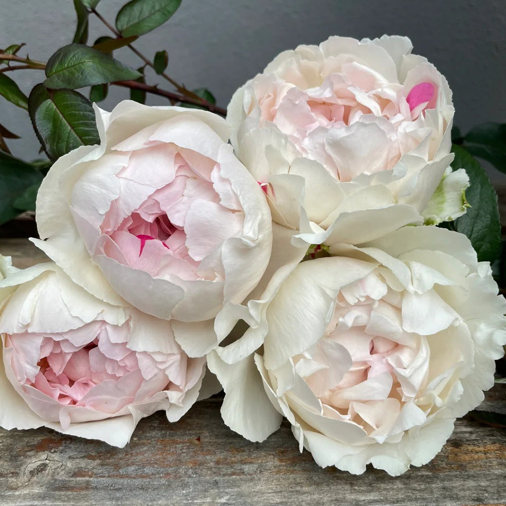 Japanese Florist Shrub Rose Inspired by Yves Chanter Marie