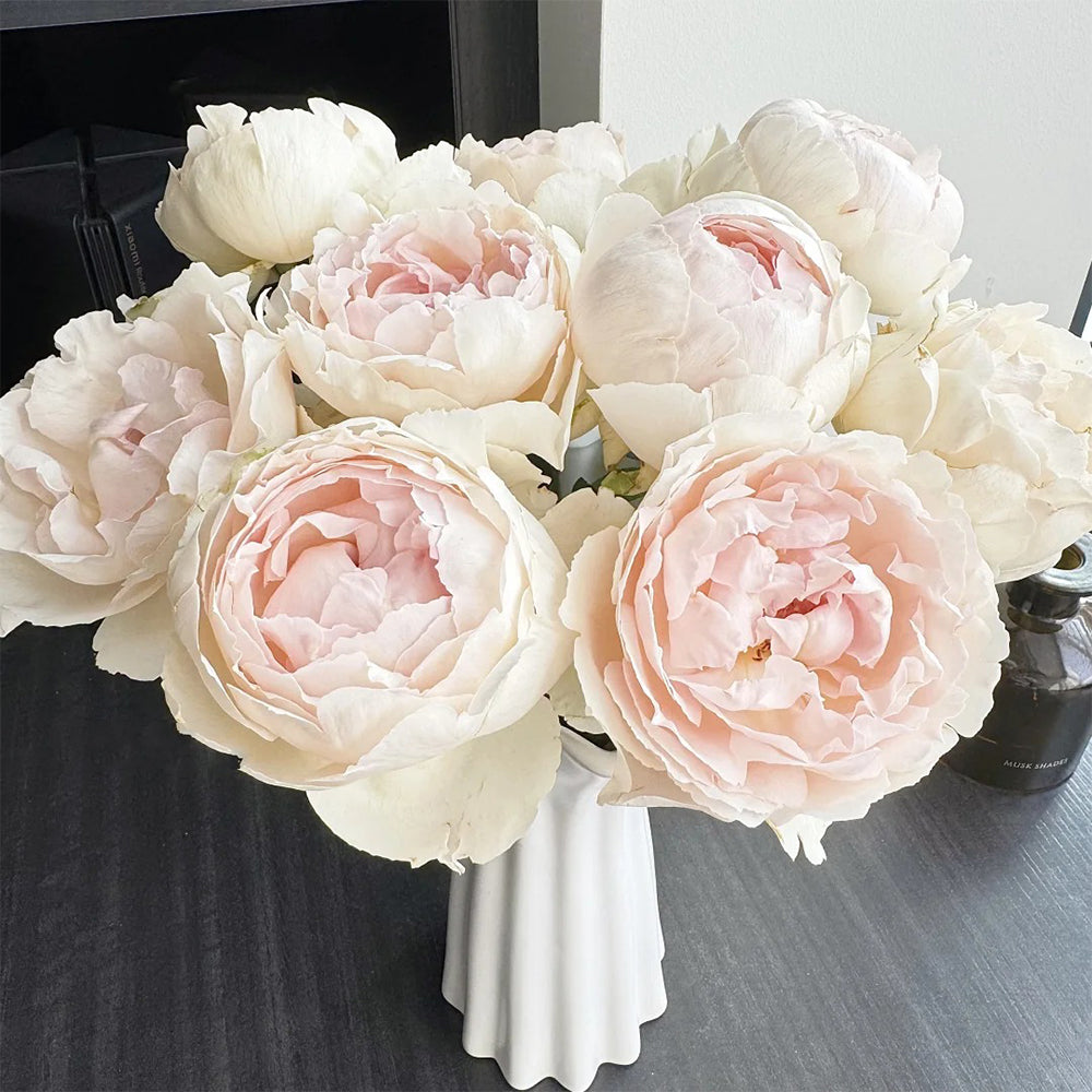 Japanese Florist Shrub Rose Inspired by Yves Chanter Marie