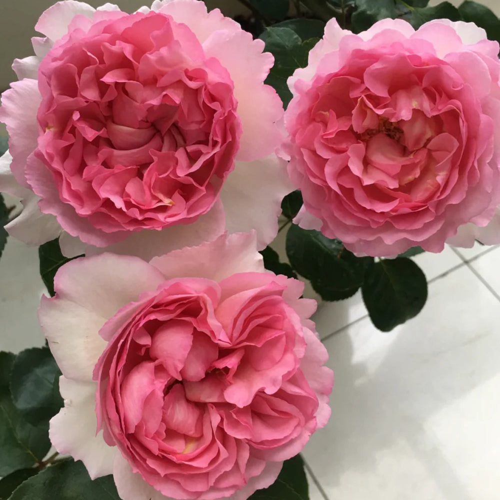 rose　写真のMとVとT Yves Le Métropole Japanese Florist Shrub Rose – Highgarden Roses
