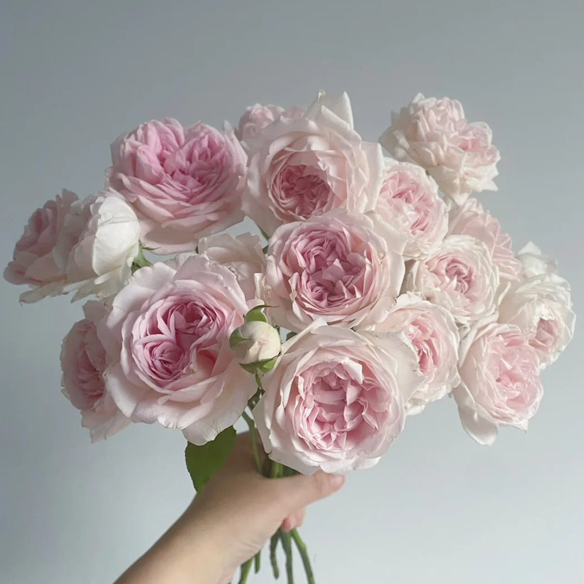 Yves M-Wedding Box Japanese Florist Shrub Rose