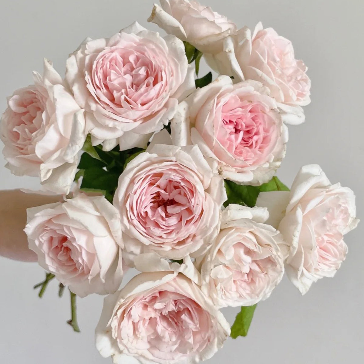 Yves M-Wedding Box Japanese Florist Shrub Rose