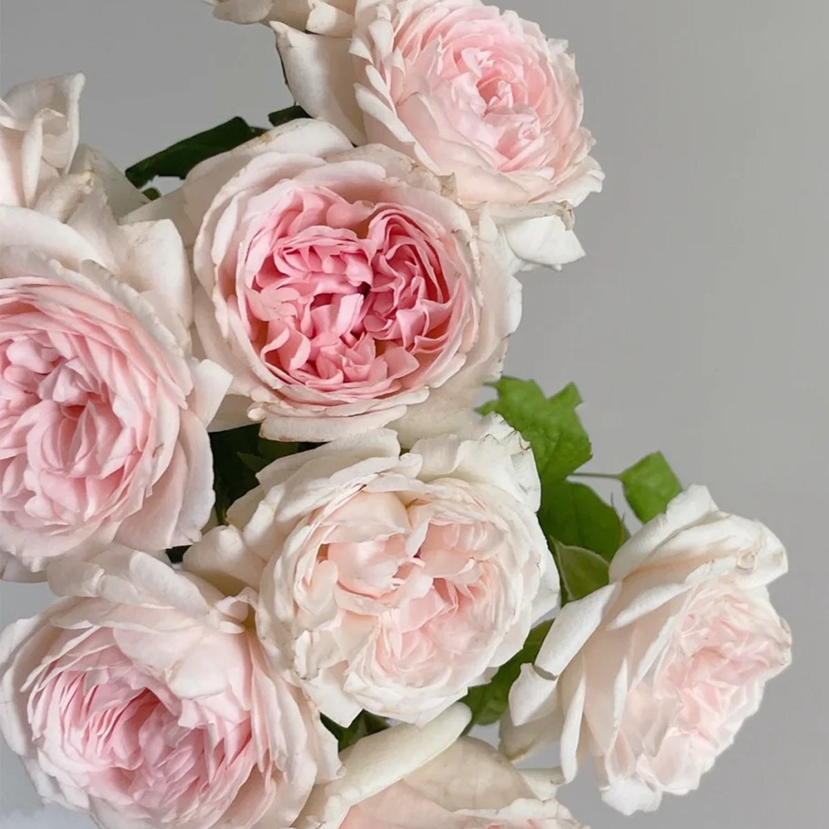 Yves M-Wedding Box Japanese Florist Shrub Rose