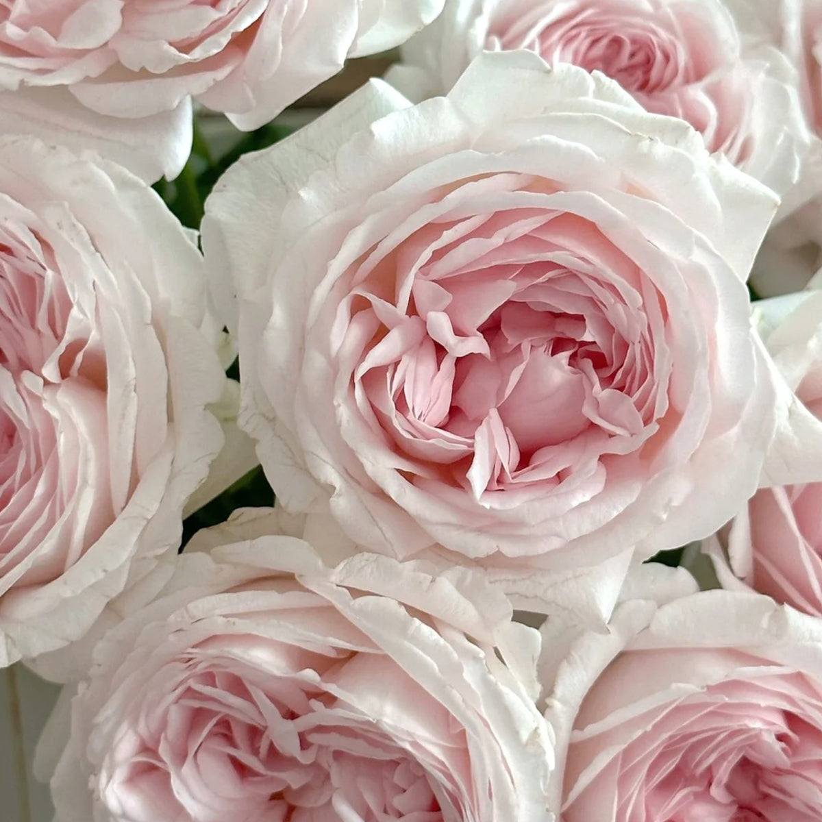 Yves M-Wedding Box Japanese Florist Shrub Rose